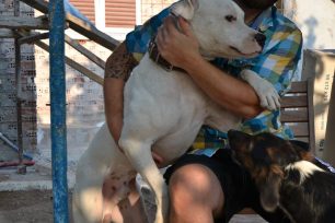 Μεσσηνία: Έσωσαν τον σκύλο που σάπιζε στη χωματερή της Μικρομάνης